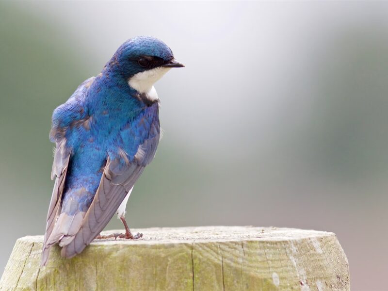 un estudio revela que mas de la mitad de las especies de aves en ee uu esta en descenso h a1 3173 6 tree swallow kathryn keith kk adult