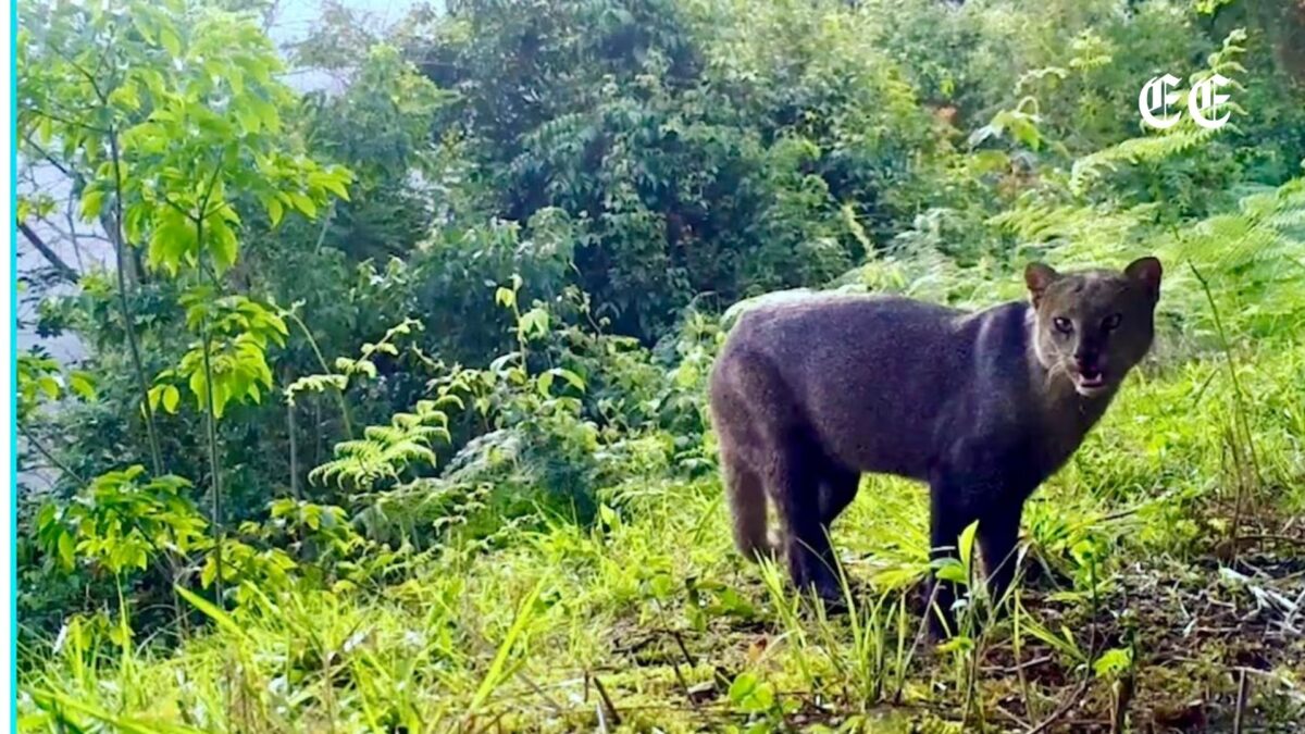 valle del cauca destaca en monitoreo de fauna con mas de 20 000 registros pagina web 88