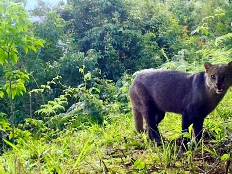 valle del cauca destaca en monitoreo de fauna con mas de 20 000 registros pagina web 88