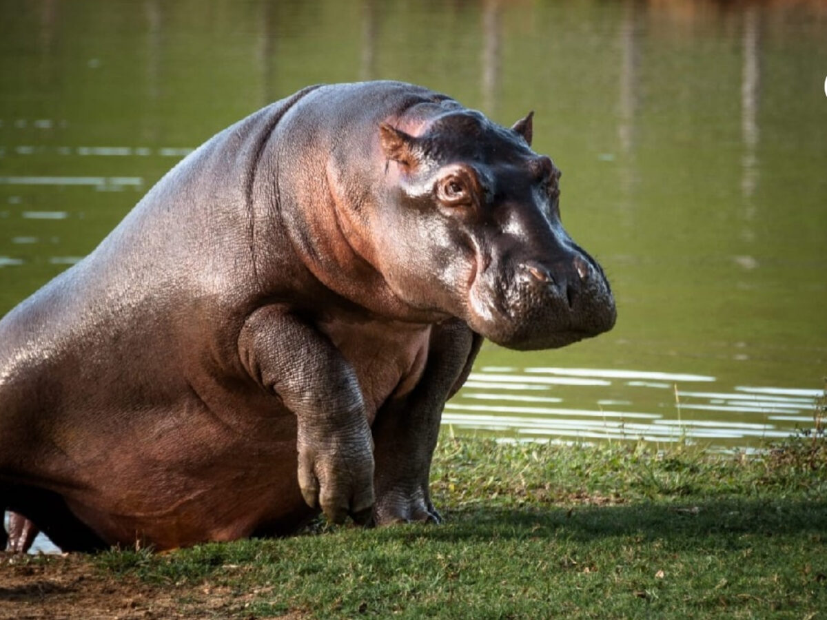Hipopótamos en Colombia podrían ser trasladados a santuario en India ¿Es viable esta idea?