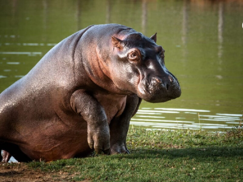 hipopotamos en colombia podrian ser trasladados a santuario en india es viable esta idea hipopotamos colombia