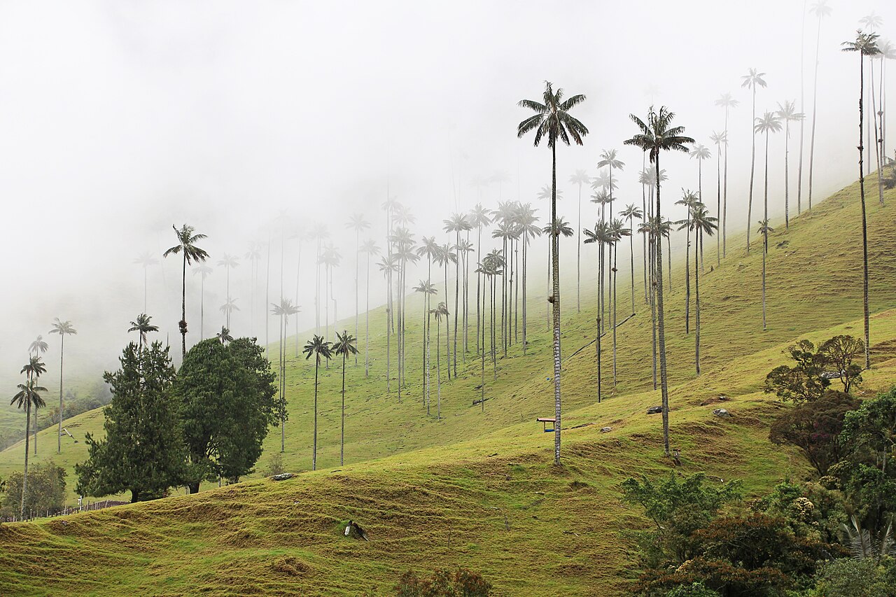 ¿Qué pasa con el PAE y la alimentación de los niños en el Eje Cafetero? 8 que pasa con el pae y la alimentacion de los ninos en el eje cafetero valle de cocora colombia 03
