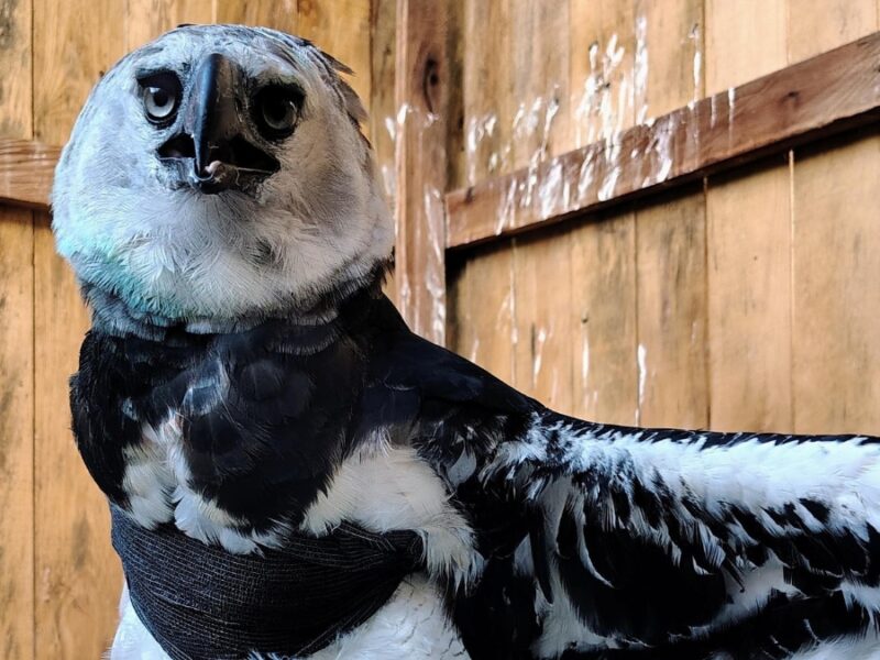 Un águila arpía herida fue recibida y atendida por la CARDER, el CRARSI, FADA, y el Bioparque Ukumarí