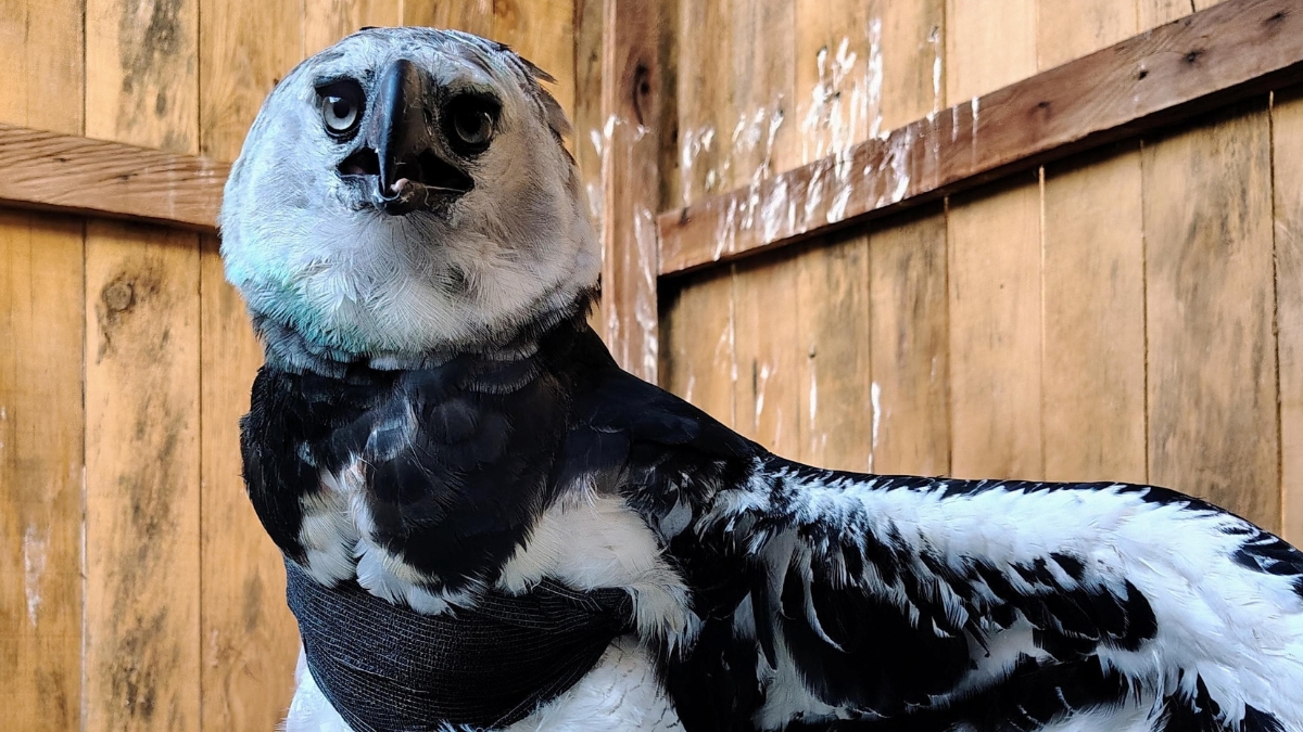 Un águila arpía herida fue recibida y atendida por la CARDER, el CRARSI, FADA, y el Bioparque Ukumarí 1 un aguila arpia herida fue recibida y atendida por la carder el crarsi fada y el bioparque ukumari portadas clp web 2026 04 08t103242.823