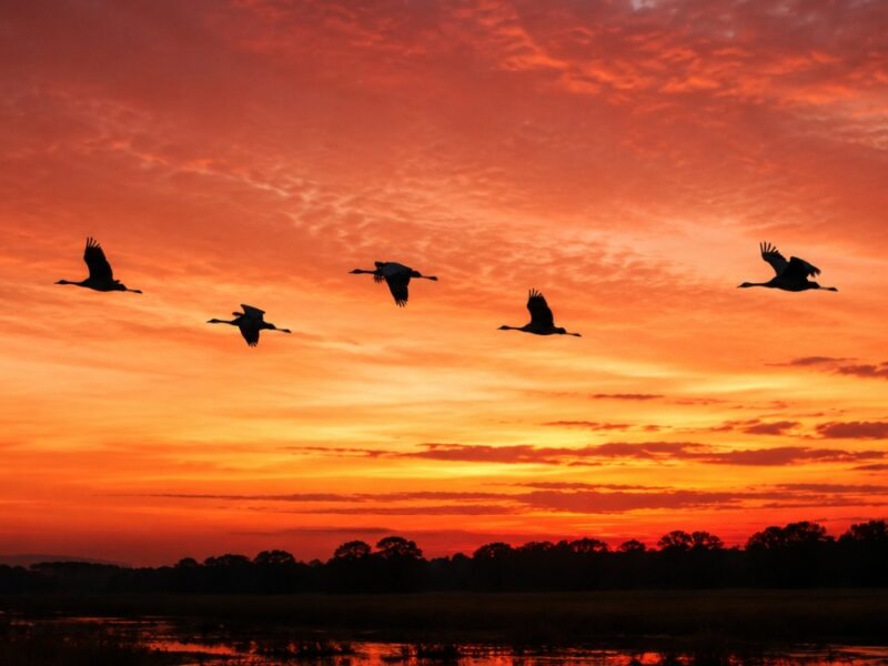 Día Mundial de las Aves Migratorias, una oportunidad para aumentar los esfuerzos para su conservación