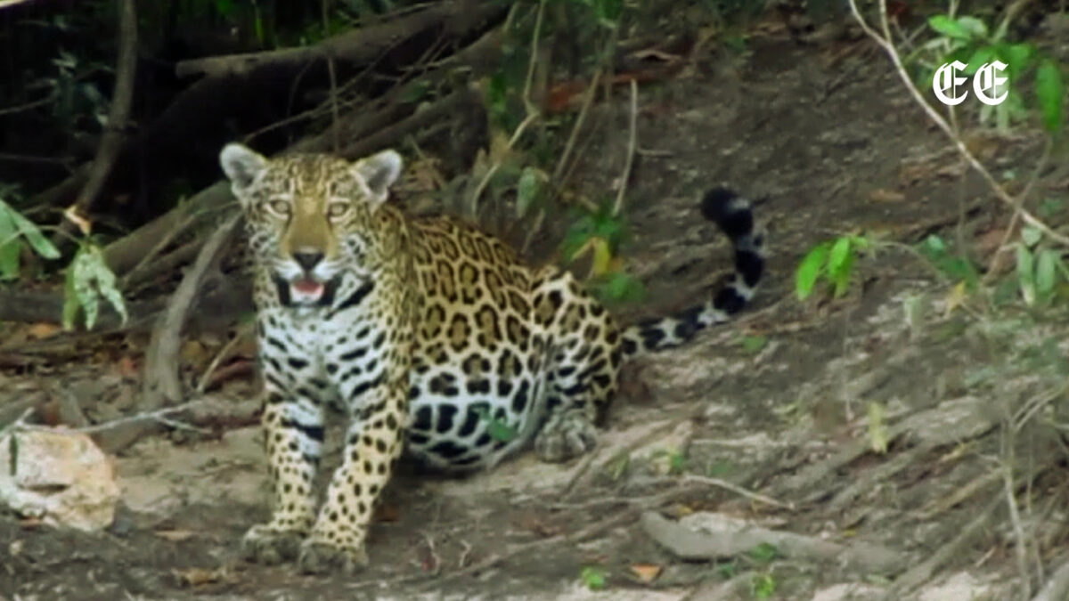 el jaguar reaparece en el tuparro como simbolo de esperanza para la orinoquia jaguar en la orinioquia parque nacional