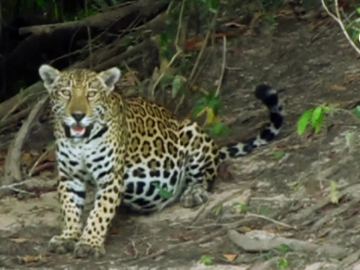 El jaguar reaparece en El Tuparro como símbolo de esperanza para la Orinoquia
