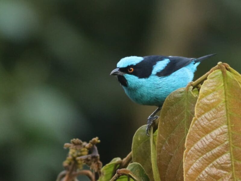 Global Big Day 2026, la mayor jornada mundial de observación de aves