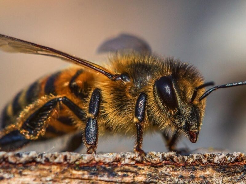 La CARDER celebró el Día Mundial de las Abejas reconociendo el gran papel de estas polinizadoras