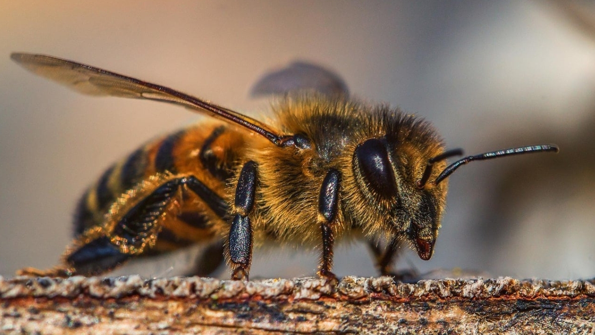 la carder celebro el dia mundial de las abejas reconociendo el gran papel de estas polinizadoras portadas clp web