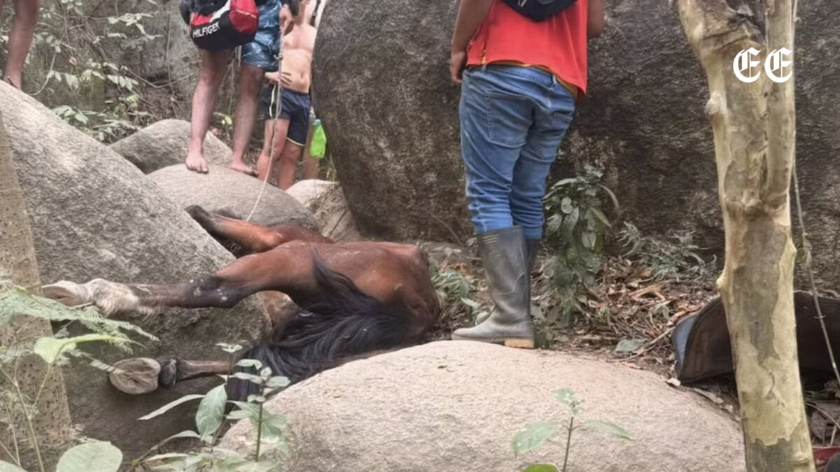 polemica en el parque tayrona tras la caida de un caballo en sendero turistico caballo cae en el tayrona redes sociales