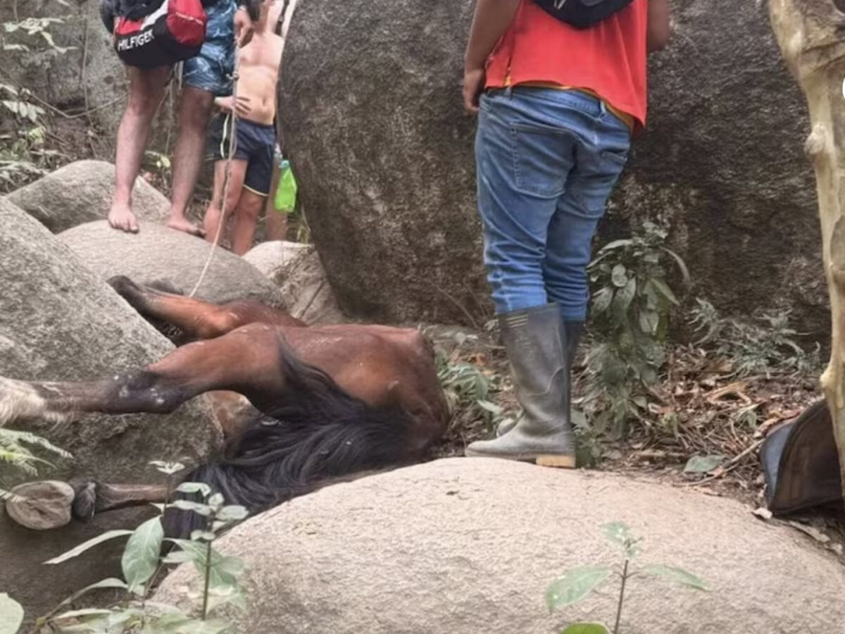 Polémica en el Parque Tayrona tras la caída de un caballo en sendero turístico