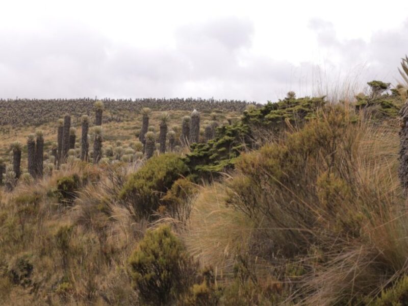 PNN Los Nevados: un patrimonio natural que garantiza el agua y la vida de Risaralda