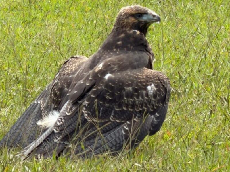 CARDER, Fundación Águilas de los Andes y Bioparque Ukumarí rescatan ‘águila paramuna’ hallada en La Florida