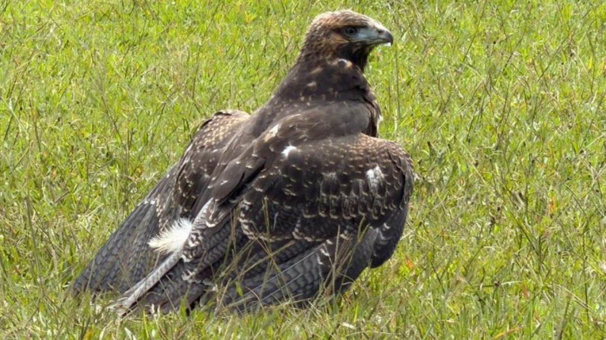 CARDER, Fundación Águilas de los Andes y Bioparque Ukumarí rescatan ‘águila paramuna’ hallada en La Florida 1 carder fundacion aguilas de los andes y bioparque ukumari rescatan aguila paramuna hallada en la florida portadas clp web 2026 07 23t105548.118