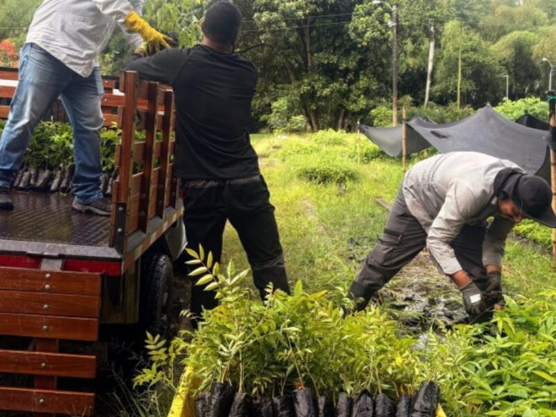En dos pasos puede solicitar material vegetal a la CARDER para fortalecer la cobertura boscosa en Risaralda