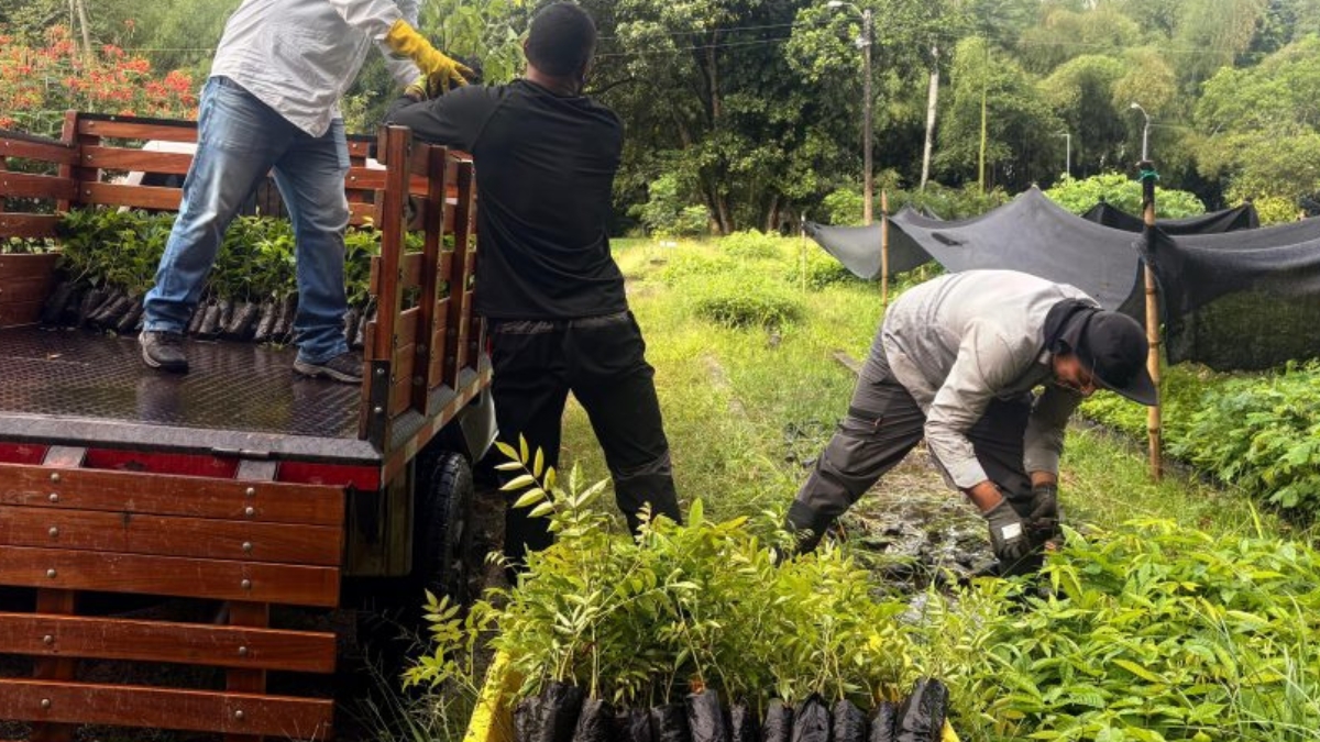 En dos pasos puede solicitar material vegetal a la CARDER para fortalecer la cobertura boscosa en Risaralda 1 en dos pasos puede solicitar material vegetal a la carder para fortalecer la cobertura boscosa en risaralda portadas clp web 2026 07 23t102559.591
