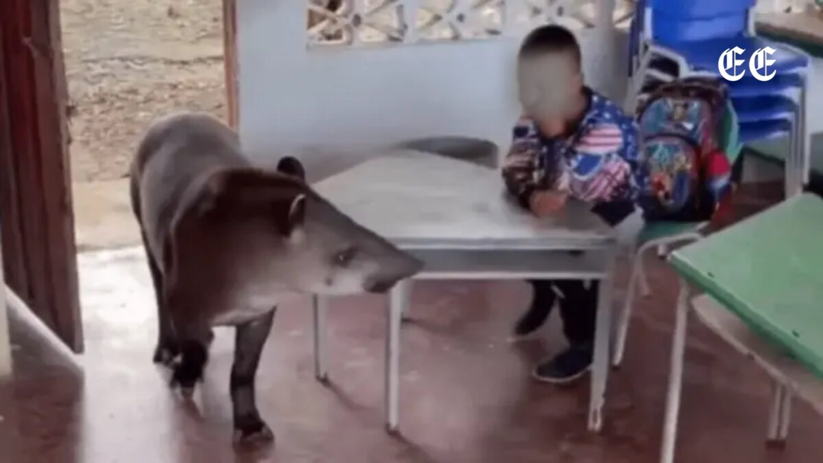estudiantes en guaviare reciben la sorpresiva visita de una danta en su salon de clases danta visita colegio redes sociales