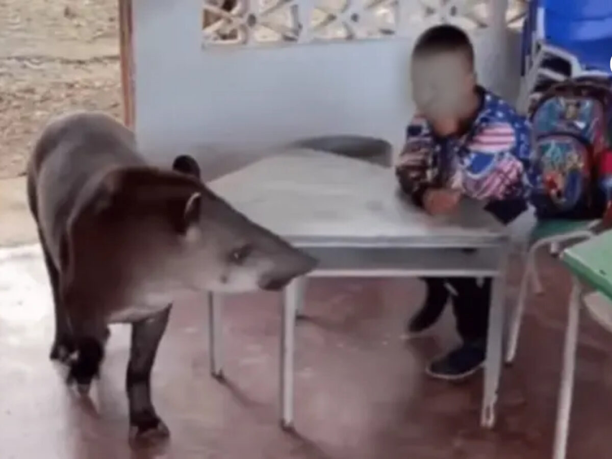 Estudiantes en Guaviare reciben la sorpresiva visita de una danta en su salón de clases