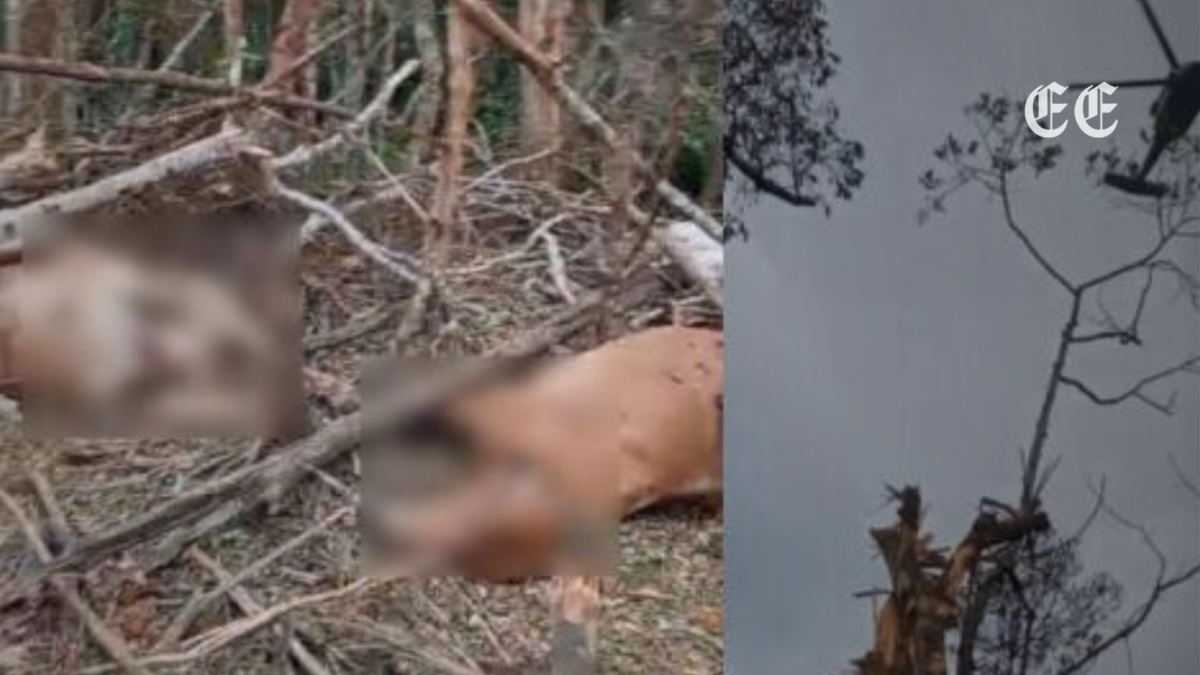 Fuertes bombardeos militares en Amalfi provocan la pérdida de más de cuarenta cabezas de ganado de un campesino 1 fuertes bombardeos militares en amalfi provocan la perdida de mas de cuarenta cabezas de ganado de un campesino pagina web
