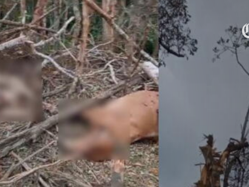 fuertes bombardeos militares en amalfi provocan la perdida de mas de cuarenta cabezas de ganado de un campesino pagina web
