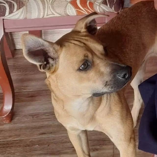 hombre atenta con la vida de un perro rescatado en manizales su dueno resulto herido hmon lpwiaa301z