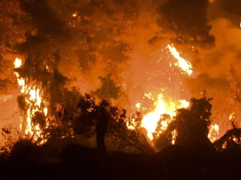la ola de incendios en el sur de europa arrasa 25 000 hectareas forestales incendios europa