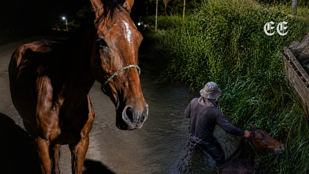 Encuentran vivo al caballo que fue brutalmente agredido dentro de un caño en Puerto Tejada 1 pagina web pagina web 8