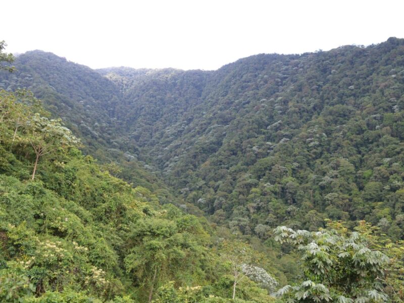 Pago por Servicios Ambientales: un incentivo para quienes conservan los bosques y protegen el agua en sus predios