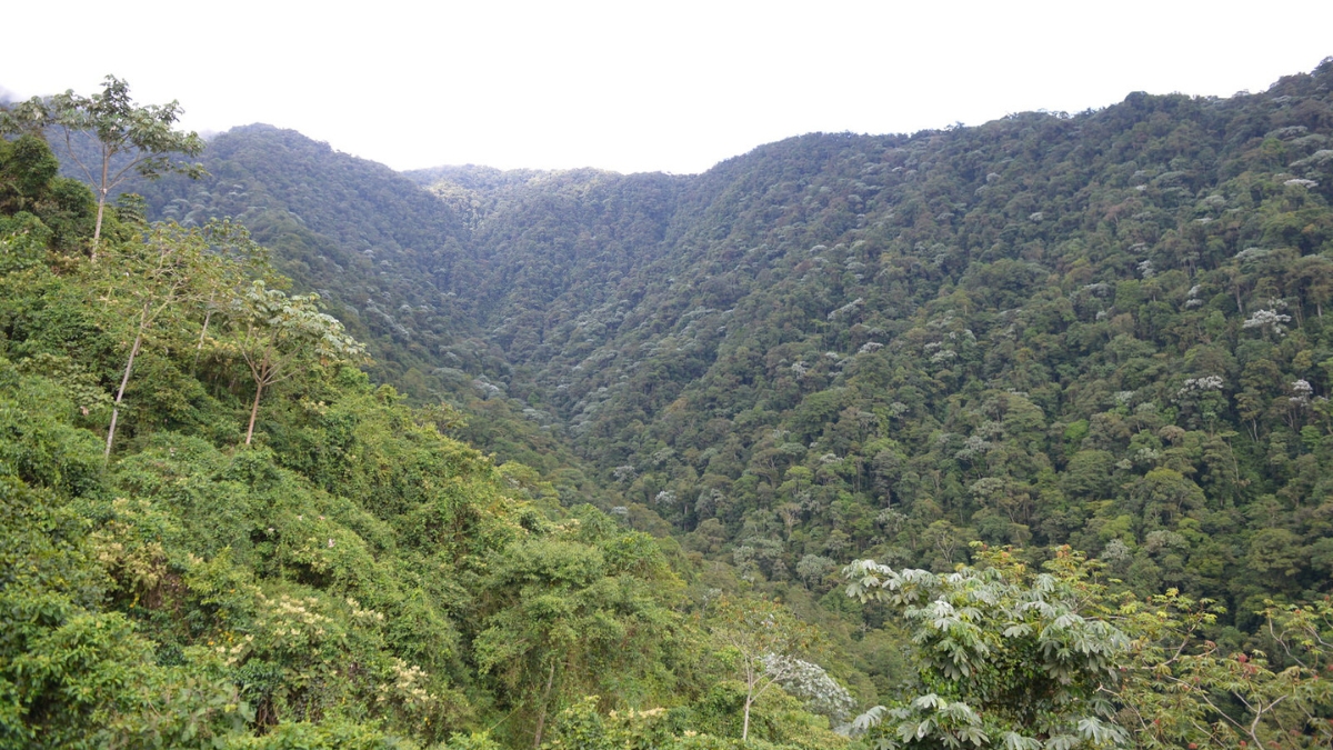 pago por servicios ambientales un incentivo para quienes conservan los bosques y protegen el agua en sus predios portadas clp web 2026 07 19t123142.593