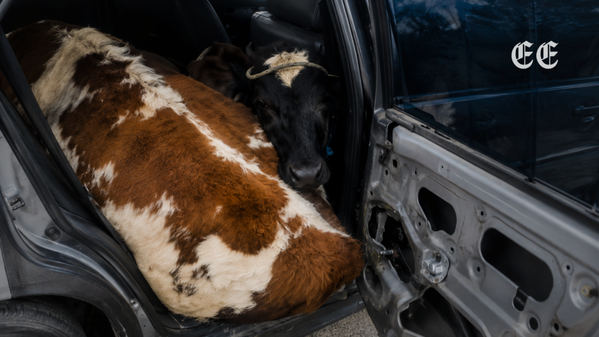 Tres personas capturadas en Boyacá cuando transportaban dos vacas hurtadas en los asientos de un carro particular 1 tres personas capturadas en boyaca cuando transportaban dos vacas hurtadas en los asientos de un carro particular pagina web