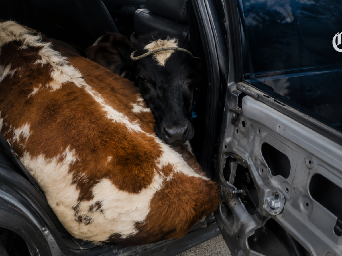 Tres personas capturadas en Boyacá cuando transportaban dos vacas hurtadas en los asientos de un carro particular