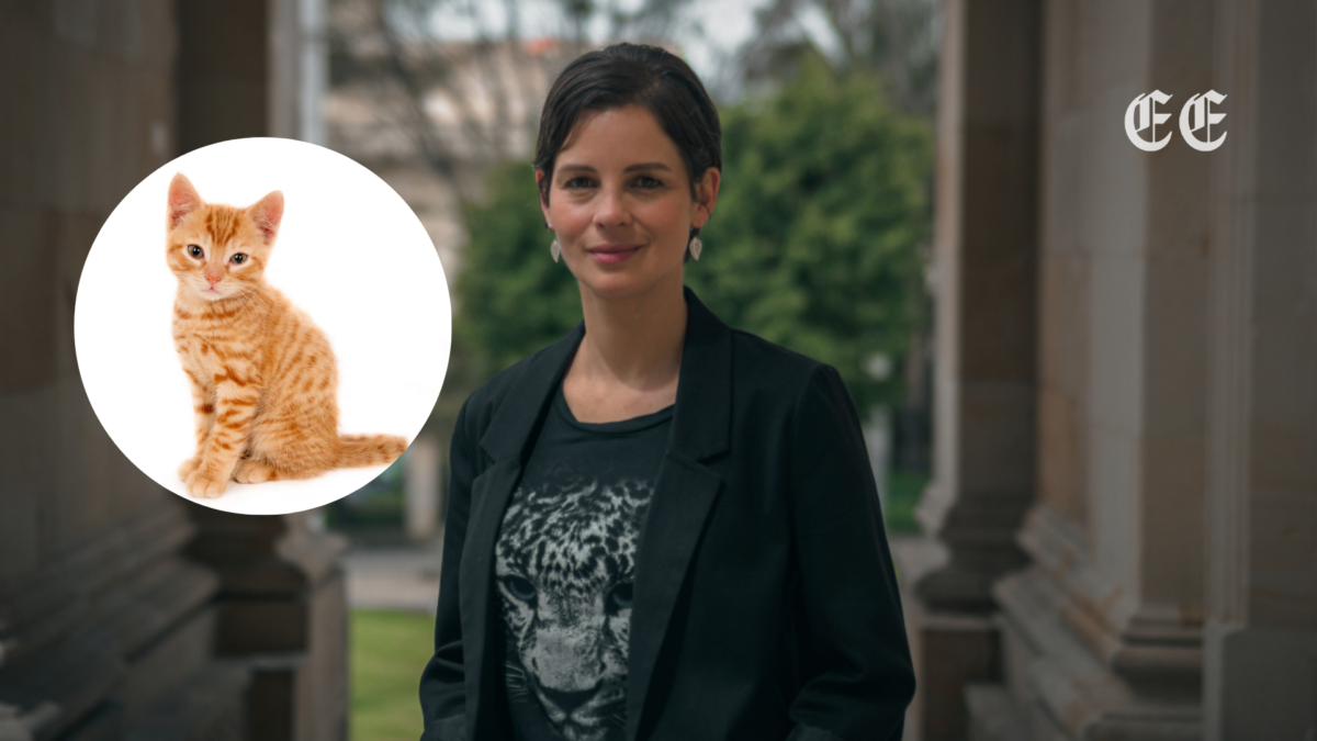 un sujeto es enviado a prision por la muerte violenta de una gatita en caqueta bajo la ley angel pagina web
