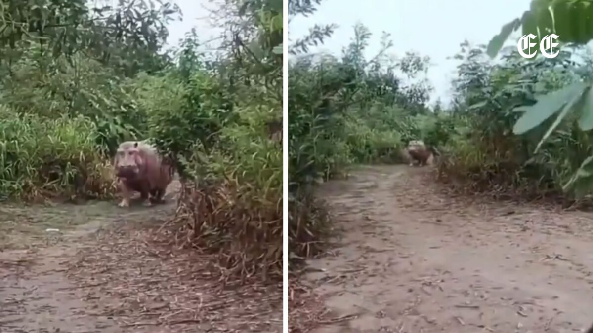 encuentro con un hipopotamo en una trocha de puerto boyaca reaviva la alerta ambiental en colombia hipopotamo puerto boyaca redes sociales