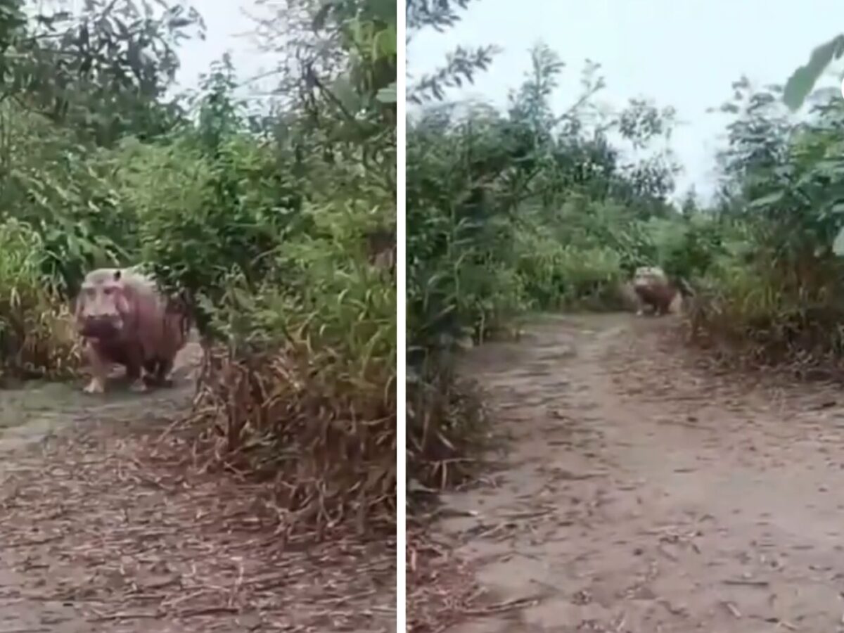 Encuentro con un hipopótamo en una trocha de Puerto Boyacá reaviva la alerta ambiental en Colombia