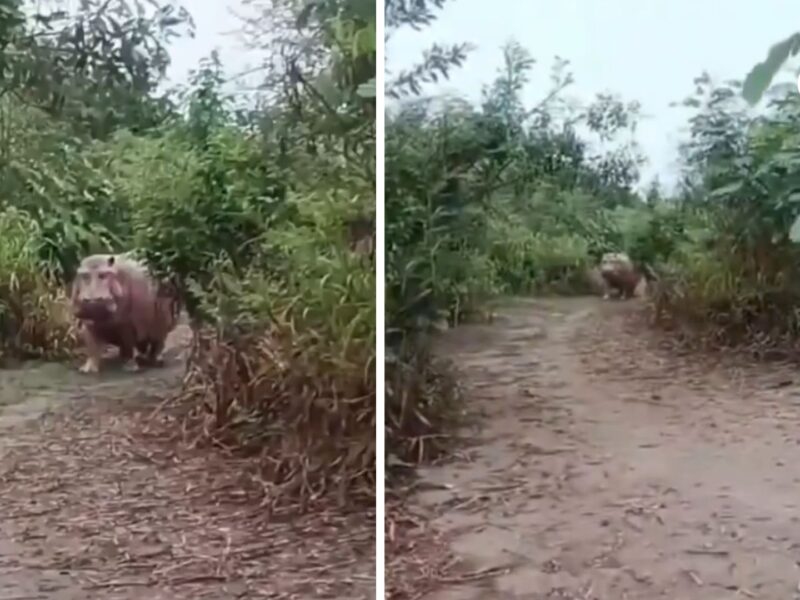encuentro con un hipopotamo en una trocha de puerto boyaca reaviva la alerta ambiental en colombia hipopotamo puerto boyaca redes sociales