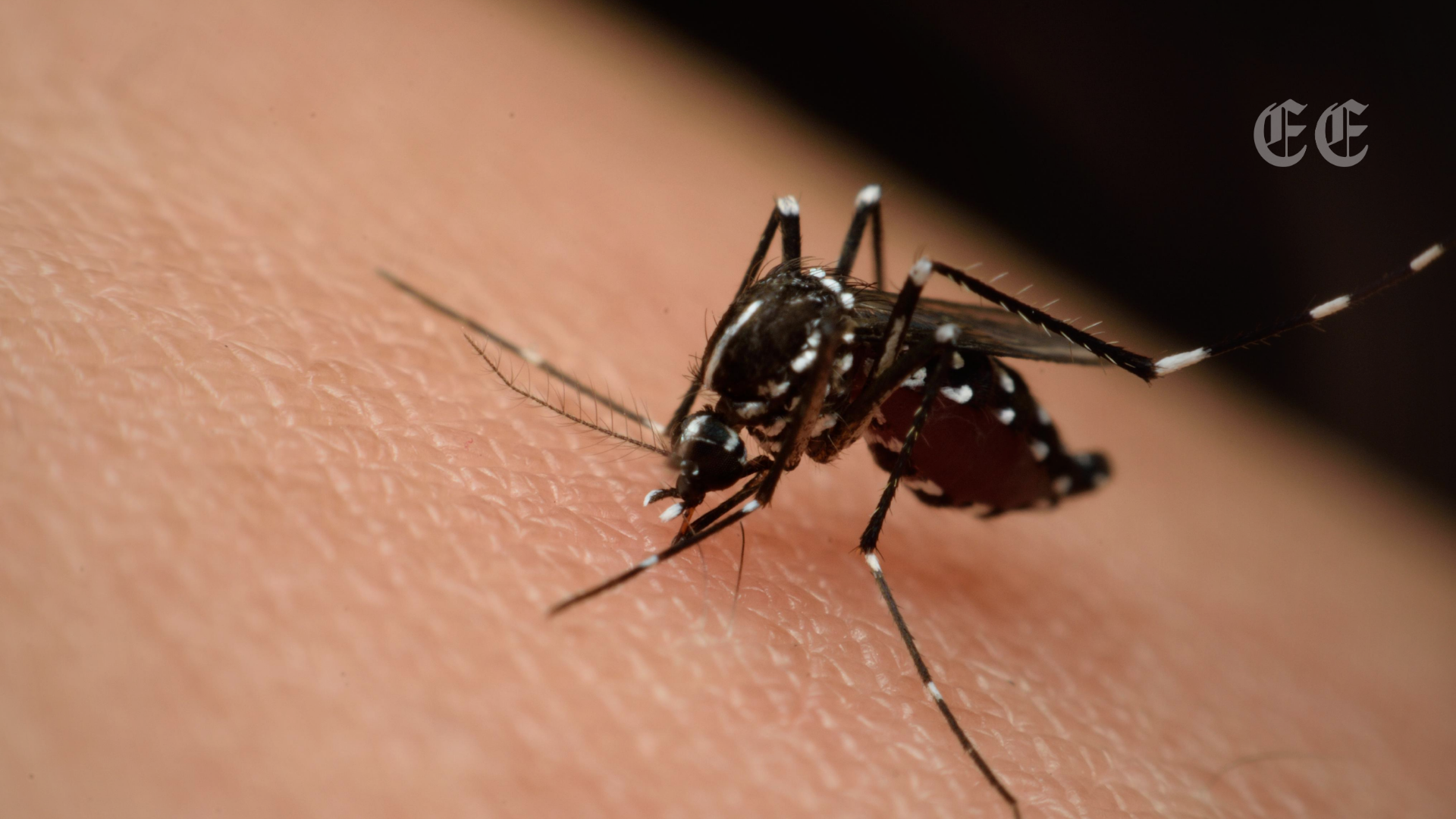 italia registra 41 fallecidos y casi 600 casos de infeccion por el virus del nilo occidental pagina web