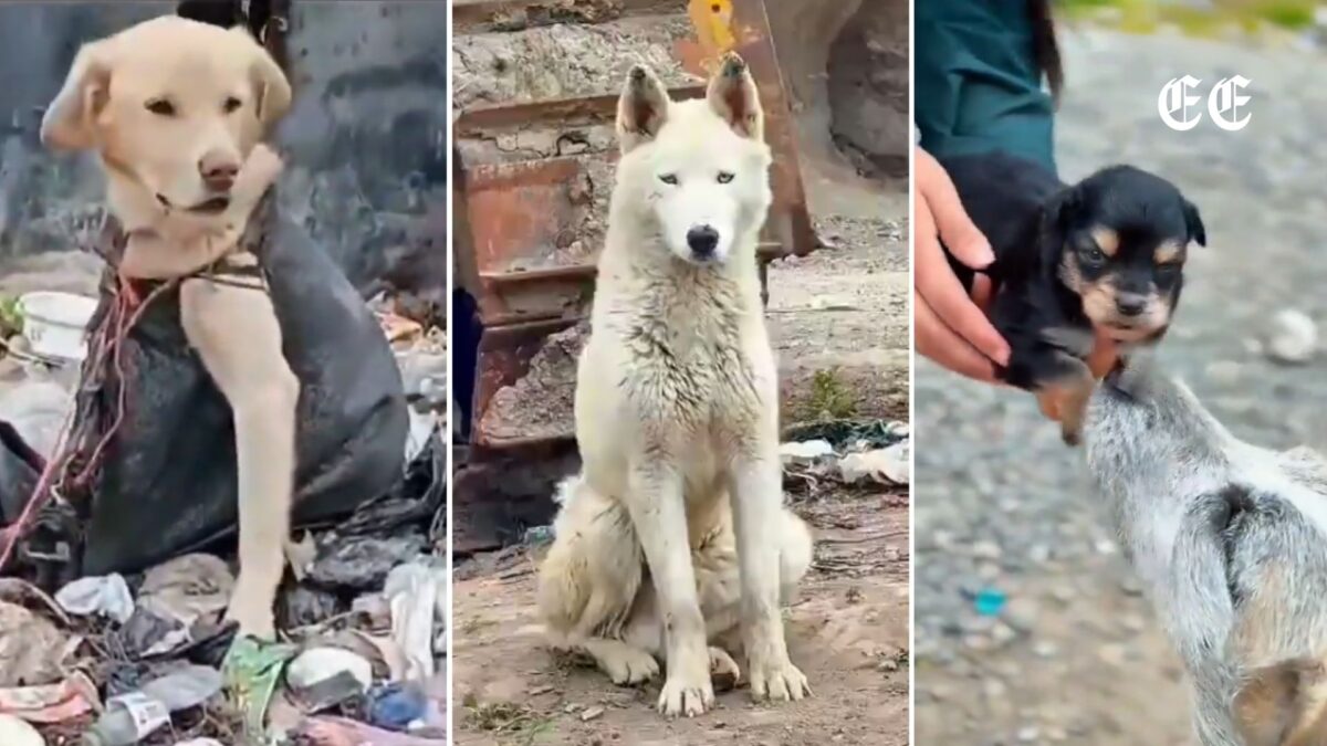 mascotas abandonadas a su suerte en el relleno la victoria encienden las alarmas en el municipio de ipiales mascotas ipiales ee video redes sociales