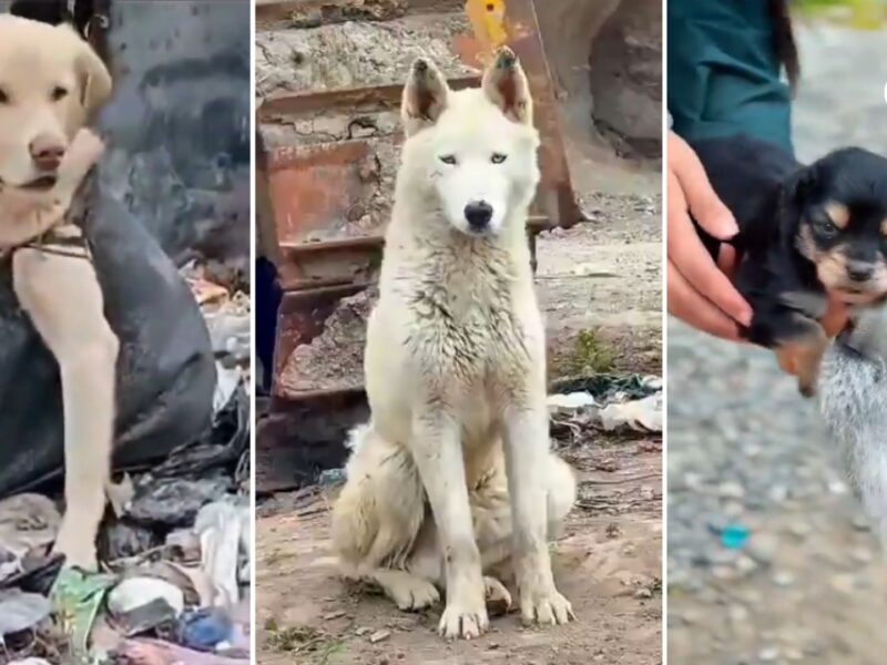 mascotas abandonadas a su suerte en el relleno la victoria encienden las alarmas en el municipio de ipiales mascotas ipiales ee video redes sociales