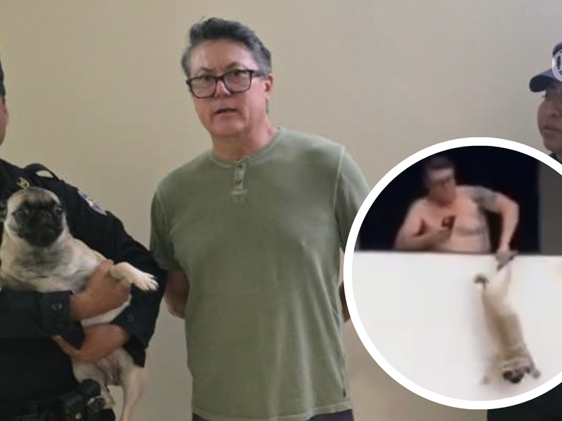 capturan en san salvador a hector rosales bonilla tras colgar a un perro pug desde el quinto piso de un edificio pagina web 800x600 capturan en san salvador a hector rosales bonilla tras colgar a un p