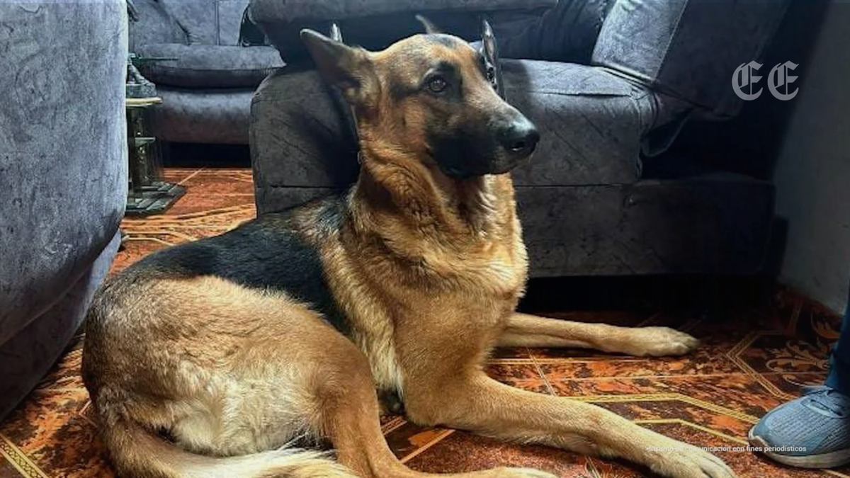 carcel y severa sancion judicial para el hombre que hurto y abuso de la perrita keyra en bogota pagina web 1200x675 carcel y severa sancion judicial para el hombre que hurto y abuso de la perrita keyr