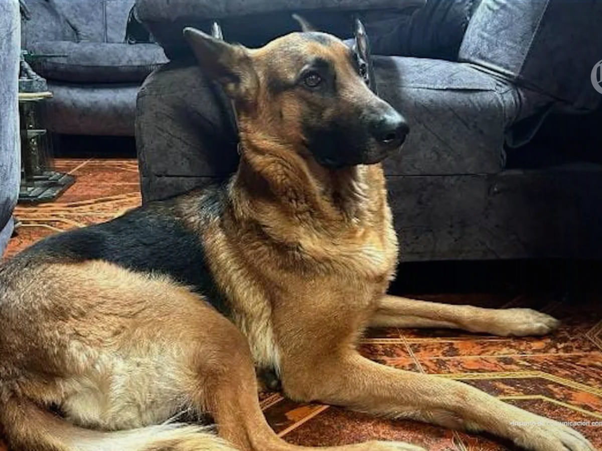 Cárcel y severa sanción judicial para el hombre que hurtó y vulneró a la perrita Keyra en Bogotá