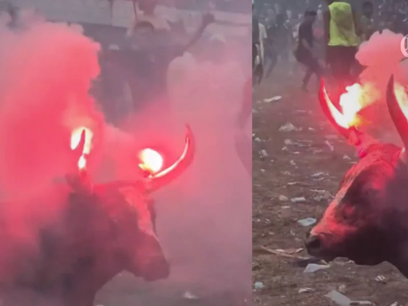 caso de un toro en corraleja de sabanalarga genera alerta por sanciones e investigaciones penales pagina web 800x600 caso de un toro en corraleja de sabanalarga genera alerta por sanciones e investiga