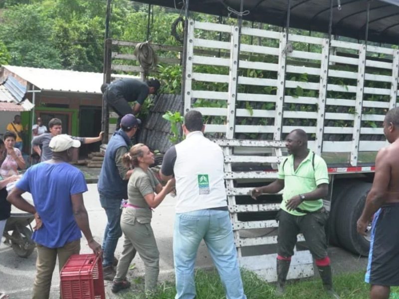 La CARDER entrega 10.500 plántulas de cacao en Santa Cecilia, Pueblo Rico