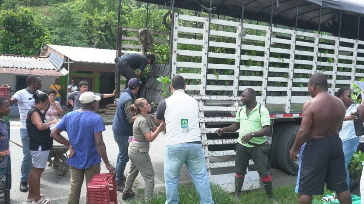 La CARDER entrega 10.500 plántulas de cacao en Santa Cecilia, Pueblo Rico 1 la carder entrega 10 500 plantulas de cacao en santa cecilia pueblo rico portadas clp web 2026 10 28t114646.819