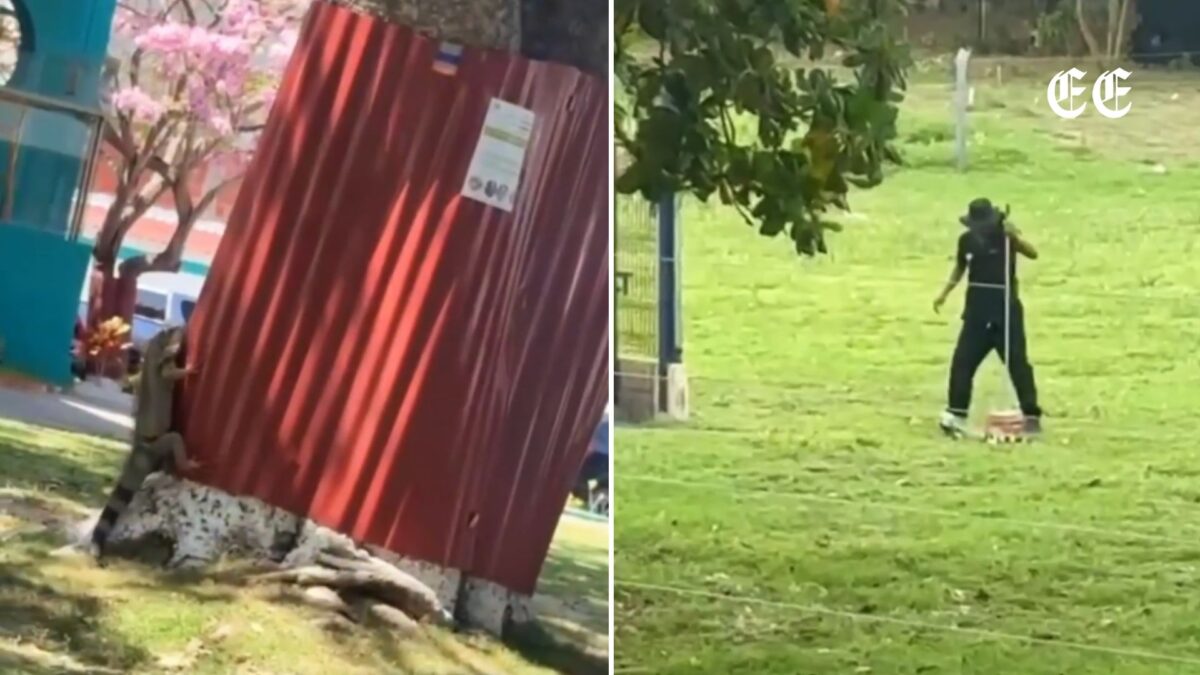 malos tratos a iguanas y uso de barreras metalicas desatan una fuerte polemica ambiental en la universidad san martin iguanas usm videos redes sociales