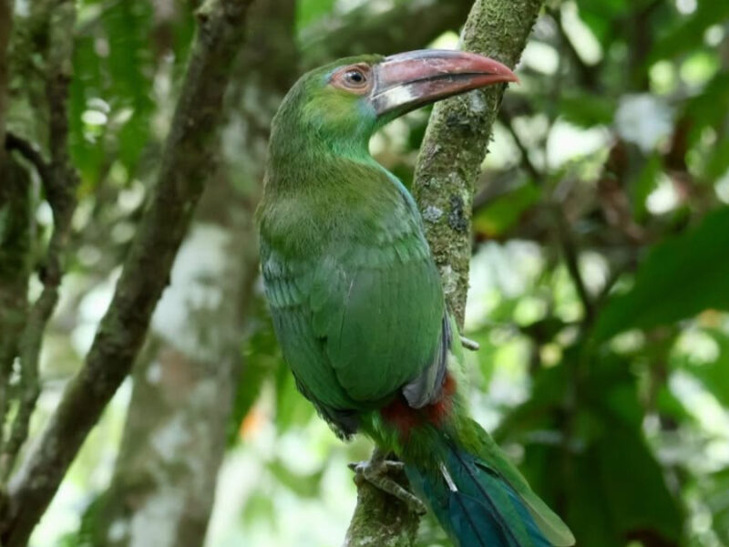 Nueve ejemplares de fauna silvestre regresaron a la naturaleza en áreas protegidas de Risaralda