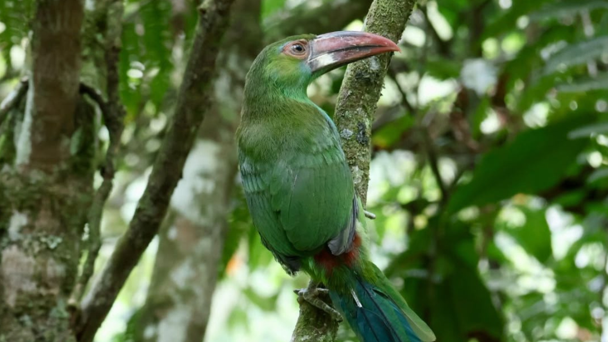 Nueve ejemplares de fauna silvestre regresaron a la naturaleza en áreas protegidas de Risaralda 1 nueve ejemplares de fauna silvestre regresaron a la naturaleza en areas protegidas de risaralda portadas clp web 2026 10 05t150810.872