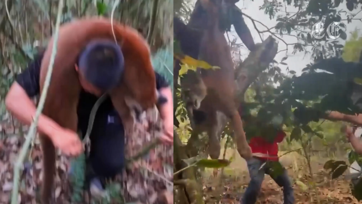 rescatan a una madre puma y a su cria tras amenazas de caza en zona rural del cauca pagina web 1200x675 rescatan a una madre puma y a su cria tras amenazas de caza en zona rural del cauca pagina web 1
